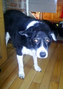 Here is the dog - He isn't wearing the shoes here, but I am sure you can use your imagination! Here is the dog - He isn't wearing the shoes here, but I am sure you can use your imagination!