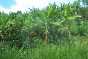 Bananas - Banana plantation.
