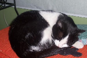 Cat - A sleeping cat.