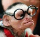 Eye Glasses - image of a chimp wearing glasses. cute.