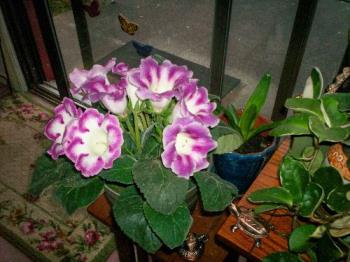 Gloxinia - One of my Houseplants