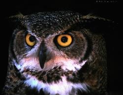 owl----see after enlarging - owl