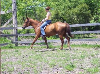 english  - sheilana with english saddle