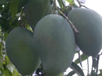 mangoes - mangoes when raw is sour and green. best dipped in spicy sauteed shrimp paste.

ripe mangoes can be super sweet and golden yellow. best turned into fruitshake, ice cream, mango float etc.