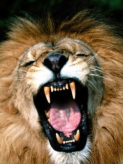 aaarghhh!!! - i am angry like a lion