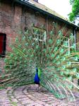 peacock - sammy