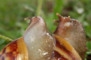 Snails - Crawling snails.