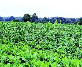 Rows of sugar beets - We would hoe those tall weeds out of the sugar beets