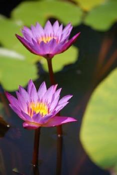 Flowers - Water hyacinth. Flowers - Water hyacinth.