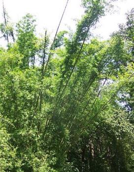 Trees - A green forest.