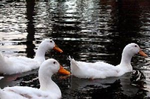 Ducks - Three ducks swimming.