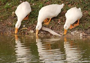 Ducks - Ducks drinking/eating.