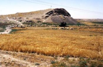 wheat field - wheat fields near my home town