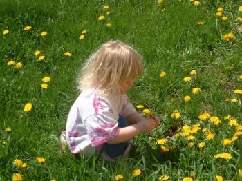 My daughter picking dandelions - We walked up to the post office to find a very lovely field of dandelions. Here&#039;s my youngest picking them to her hearts content!