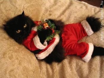 a nice black/red cat - superstitions