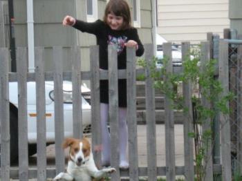 Dancin Buster - Love the look on his face. I made him sit till she threw the milkbone. Thats why he appears in mid jump.
