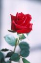 For my country - Rose for India