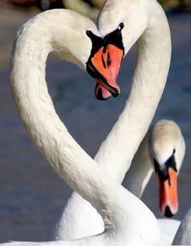 Swans in love. - Love is blind.