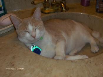 my cat gus - gus in the sink, one of his favorite places to sleep