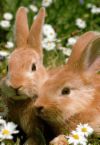 Pair of Rabbits - image of what appears to be a pair of pet rabbits.