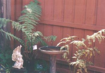 My Birdbath - my birdbath in my back yard My Birdbath - my birdbath in my back yard