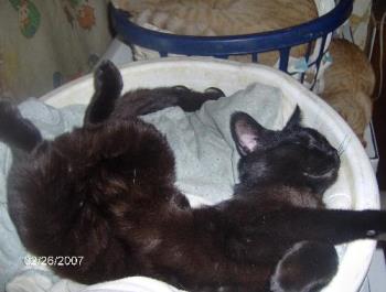My cat Little One - My cat laying in his favorite place, my laundry basket.
