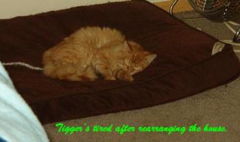 A Sleeping Tigger - Tigger needed a nap after a morning of hard playing and chose Domingo's bed for it. Needless to say, Dom isn't too happy bout sharing his bed. lol A Sleeping Tigger - Tigger needed a nap after a morning of hard playing and chose Domingo's bed for it. Needless to say, Dom isn't too happy bout sharing his bed. lol