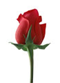 Rose - A rose for you to give to your friend that helped you with your lovely page.