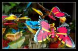 Butterflies - Colorful Butterflies