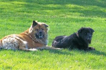 my mutts - my dogs just chillin on the lawn