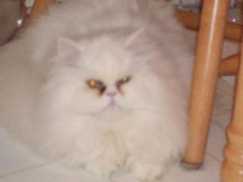 Alot of white fur - White Persian with a lot of fur