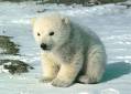bears - baby polar bear