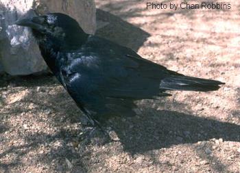 Mr Crow - Mr. Crow, guardian of mysteries. Bringer of sacred messages.