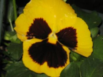 Pansy - Heres one of my Pansies the wife planted around the yard.