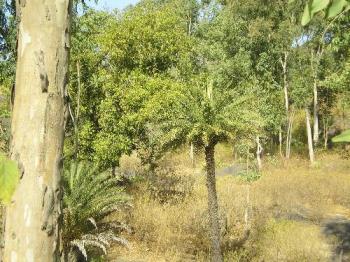 Vegetation is the Protection - This photo shows how a good vegetation protect land and erosion and make the place cool and look wise nice! Vegetation is the Protection - This photo shows how a good vegetation protect land and erosion and make the place cool and look wise nice!