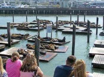 sunbathing seals - taken at Pier 39 in San Francisco..