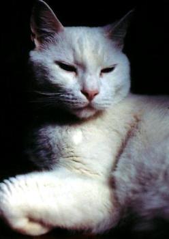 Snoppy the pure white cat - A portrait of Snoopy