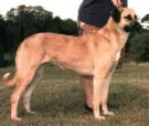 Antolian Shepherd - This is a picture of a beautiful Antolian Shepherd! 