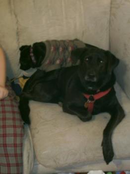 My dogs - They may not look mean and scary, but they don't want anyone to touch their baby! My dogs - They may not look mean and scary, but they don't want anyone to touch their baby!