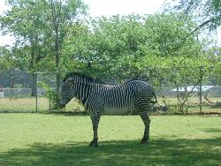 Zebra - I love them!