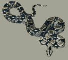 Boa Constrictor - image of a boa constrictor similar to the 6ft+ pet snake named Ho Chi Minh that a friend of mine had in Saigon in the early 70´s.