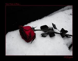 For Your Aunt Ruth - A single red rose, on a tomb.