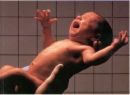 newborn  - newborn