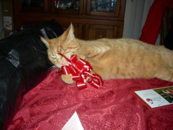 Sissy encourages Christmas - Of all the toys she got for Christmas, Sissy like the bow off one of the packages the best.