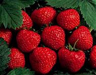 strawberries - A bunch of really juicy, sweet strawberries.