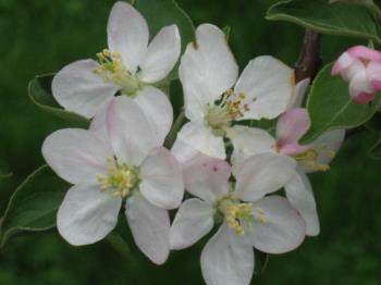 A Clump - Clump of blossoms