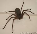 Huntsman Spider - Huntsman Spider from Australia