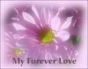 forever love - forever love image graphic
