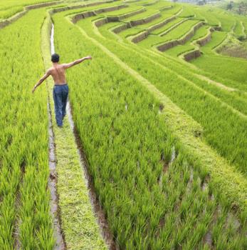 indonesia - man walking in the middle of paddy field,bali,indonesia