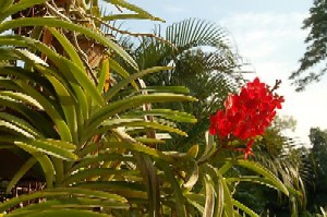 Orchids - Beautiful orchids.